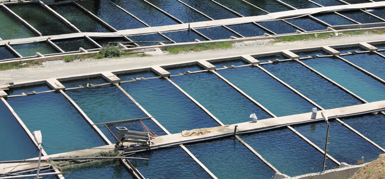 Enhancing Aquaculture: The Benefits of Pressurized Oxygen in Fish Farms
